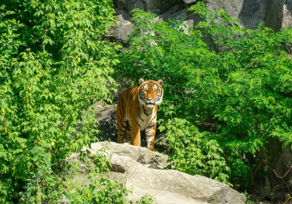 Największe zoo w Europie: Powierzchnia czy gatunki? Sprawdź!
