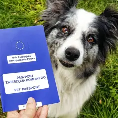 Paszport dla psa, niebieska książeczka z unijnymi gwiazdkami i napisem "PASZPORT ZWIERZĘCIA DOMOWEGO", obok siedzi pies rasy border collie.