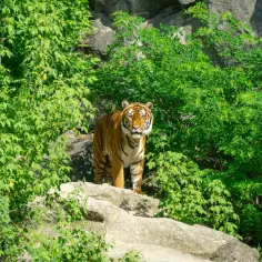 Tygrys w otoczeniu bujnej zieleni, jakby wędrował po terenie największego zoo w Europie.