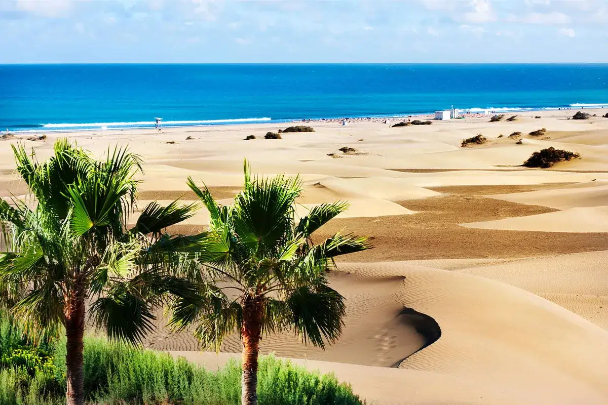 Piękne gran canaria plaże z palmami i wydmami. Błękitny ocean i złoty piasek tworzą rajski krajobraz.