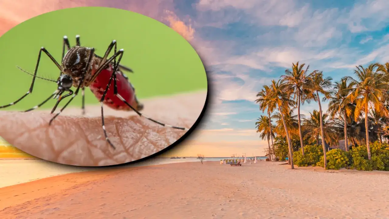 Komar, jeden z mauritius niebezpieczne zwierzęta, żeruje na plaży z palmami.