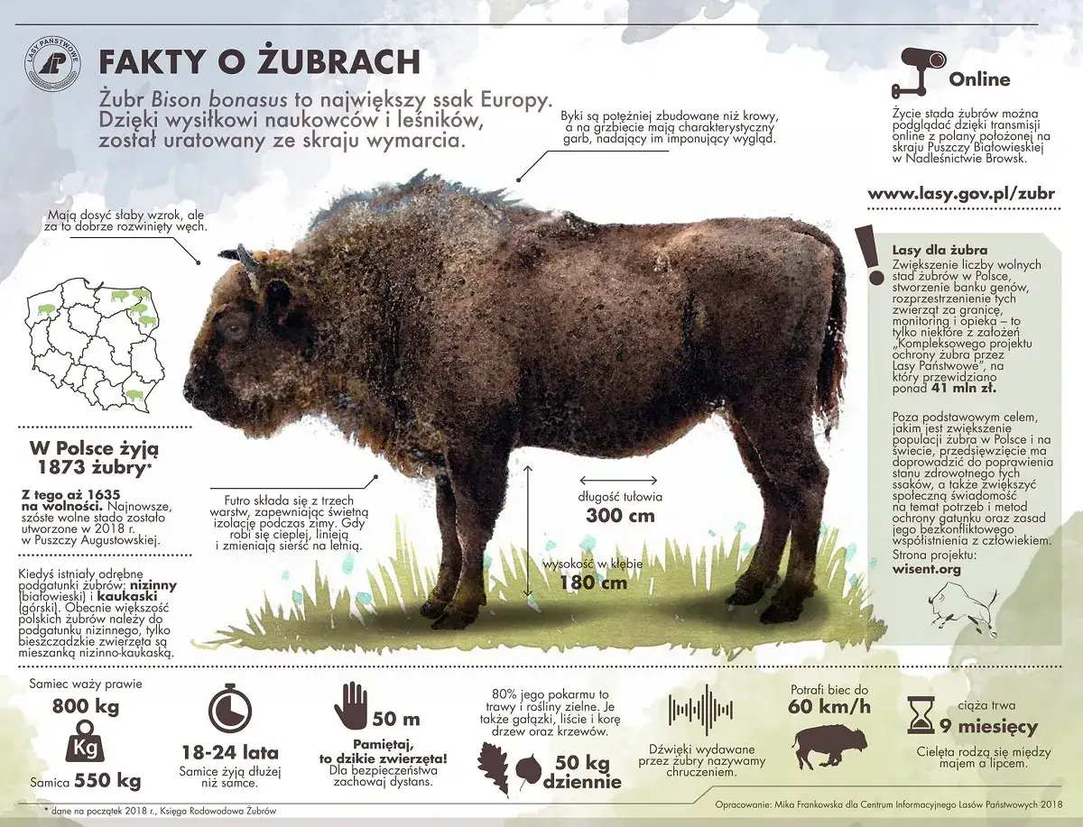 Żubr, symbol puszczy w Polsce, na tle informacji o jego życiu i ochronie.