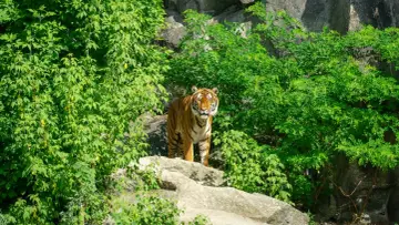 Tygrys w otoczeniu bujnej zieleni, jakby wędrował po terenie największego zoo w Europie.